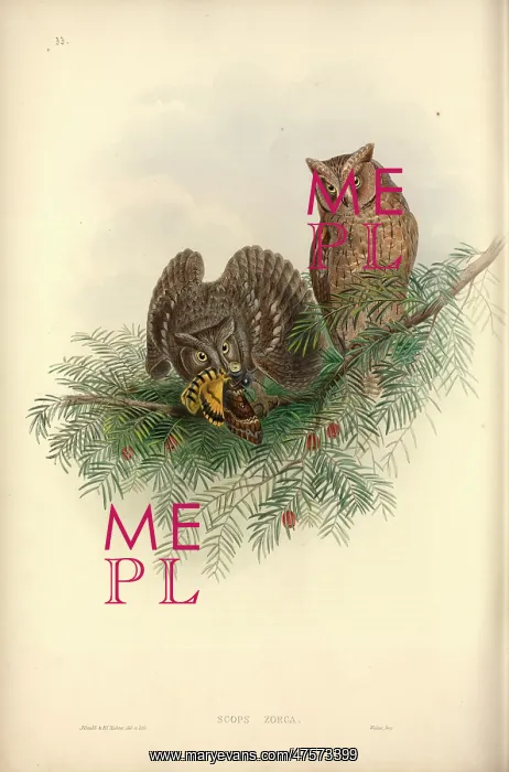 : Otus scops, Eurasian scops owl : Otus scops, Eurasian scops owl