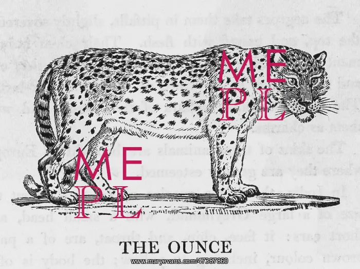 : OUNCE (BEWICK) : OUNCE (BEWICK)