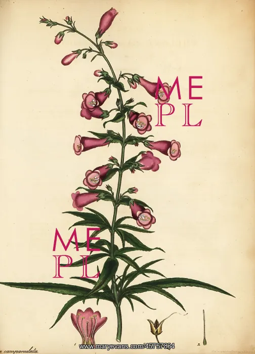 : Ourisia ruellioides : Ourisia ruellioides