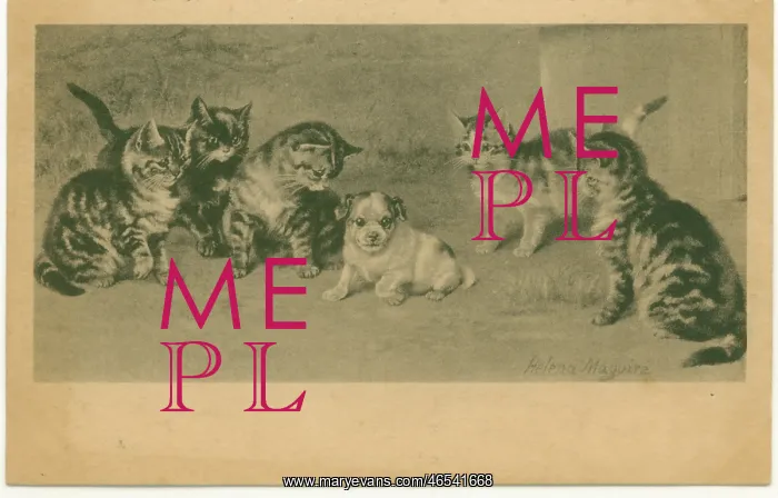  : Outnumbered! Kittens and puppy