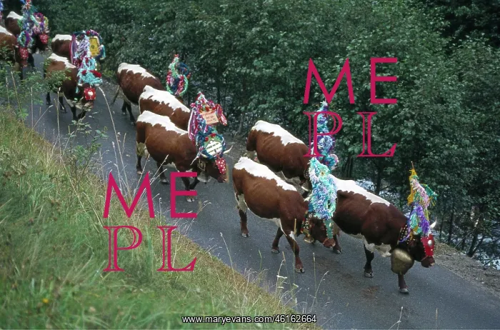 : Output of cows from Felbertauern. Pinzgau. About : Output of cows from Felbertauern. Pinzgau. About