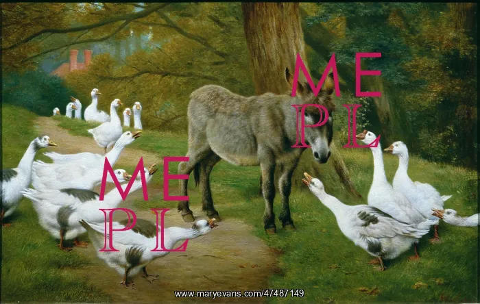 : Outvoted – donkey and geese : Outvoted – donkey and geese