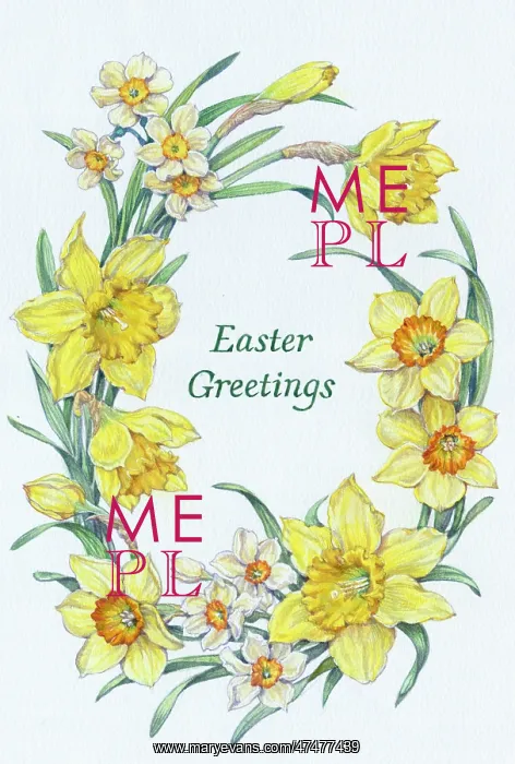 : Oval border of daffodils and narcissi : Oval border of daffodils and narcissi