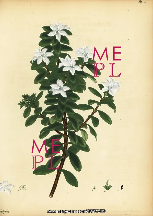 : Oval leaf buchu, Agathosma crenulata : Oval leaf buchu, Agathosma crenulata