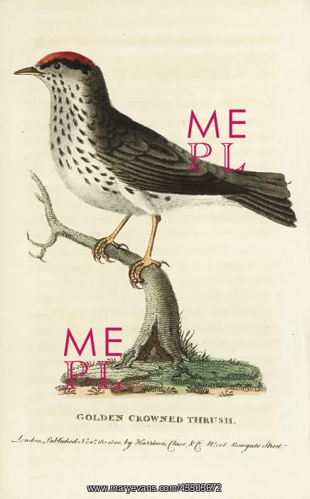 : Ovenbird, Seiurus aurocapilla : Ovenbird, Seiurus aurocapilla