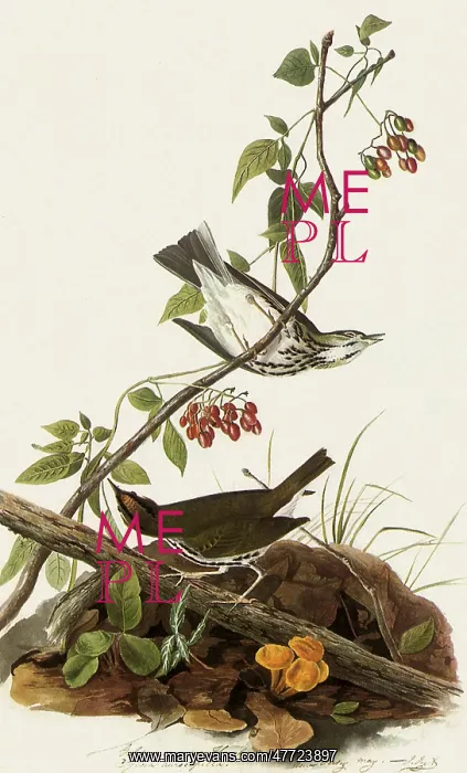  : Ovenbird, Seiurus aurocapillus