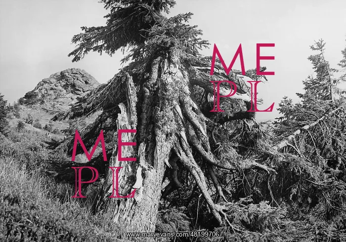 : Overturned spruce in the Bohemian Forest, 1942 : Overturned spruce in the Bohemian Forest, 1942