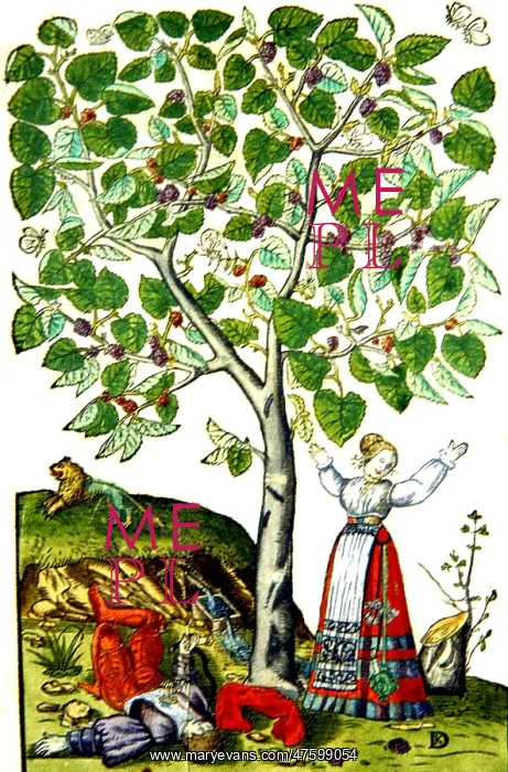 : Ovid's Pyramus and Thisbe Myth : Ovid's Pyramus and Thisbe Myth