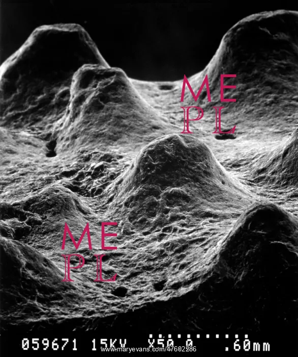: Oviraptor. Scanning electron microscope image of the exterior of an egg shell : Oviraptor. Scanning electron microscope image of the exterior of an egg shell
