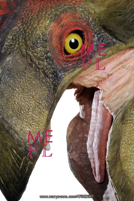: Oviraptor. An animatronic Oviraptor dinosaur made by Kokoro in colabroration : Oviraptor. An animatronic Oviraptor dinosaur made by Kokoro in colabroration