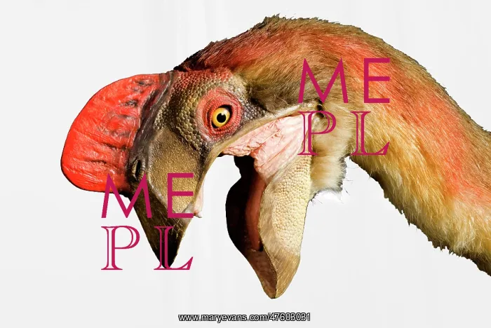 : Oviraptor. An animatronic Oviraptor dinosaur made by Kokoro in colabroration : Oviraptor. An animatronic Oviraptor dinosaur made by Kokoro in colabroration