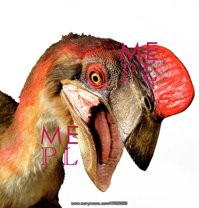 : Oviraptor. An animatronic Oviraptor dinosaur made by Kokoro in colabroration : Oviraptor. An animatronic Oviraptor dinosaur made by Kokoro in colabroration