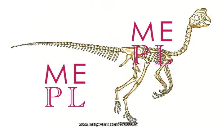 : Oviraptor skeleton : Oviraptor skeleton