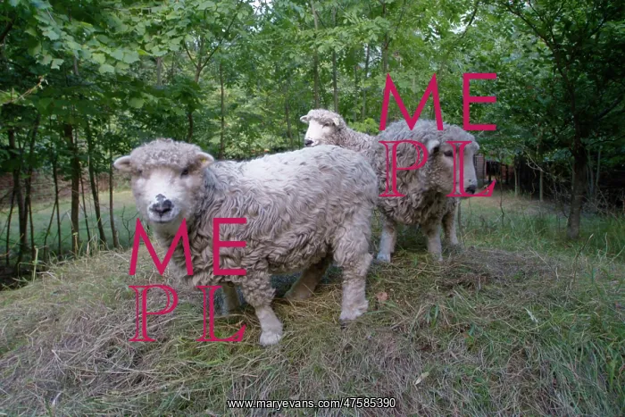 : Ovis aries, sheep : Ovis aries, sheep