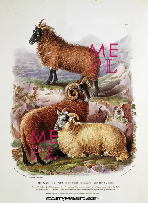 : Ovis aries, sheep : Ovis aries, sheep