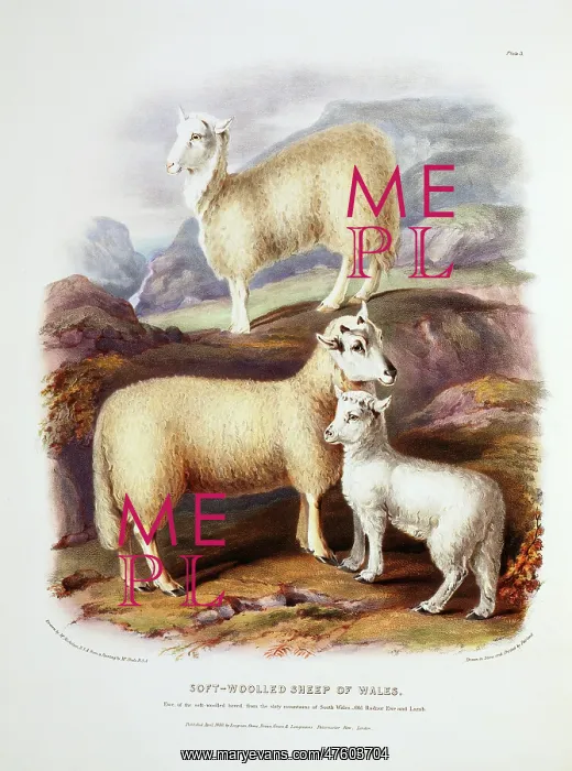 : Ovis aries, sheep : Ovis aries, sheep
