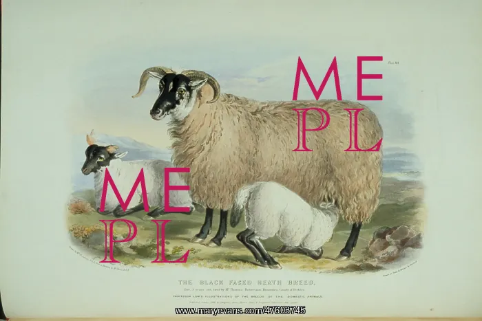 : Ovis aries, sheep : Ovis aries, sheep