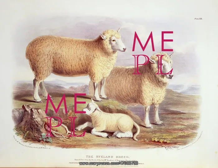 : Ovis aries, sheep : Ovis aries, sheep