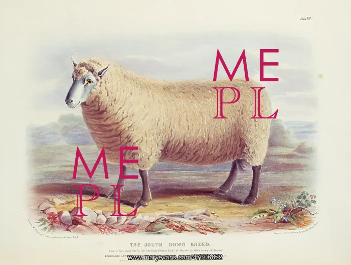 : Ovis aries, sheep : Ovis aries, sheep