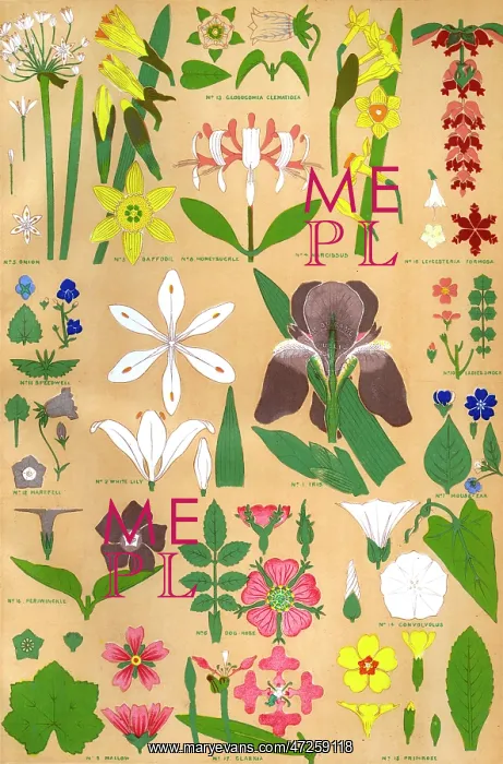 : Owen Jones Flowers 98 : Owen Jones Flowers 98