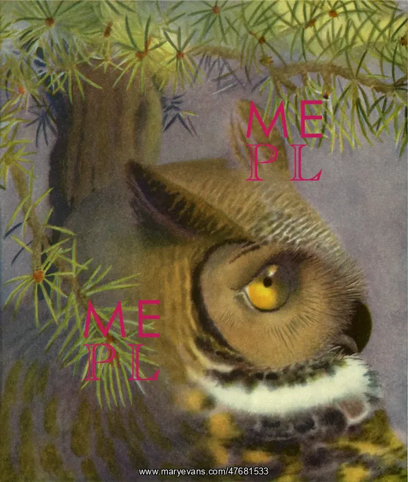  : Owl