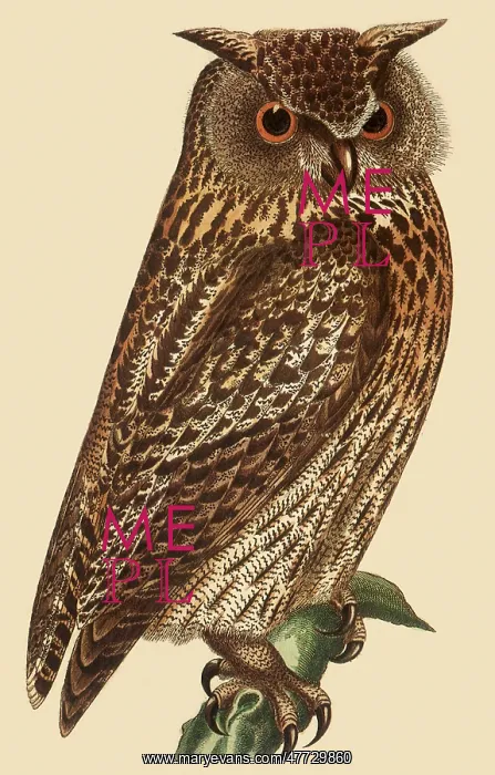  : Owl