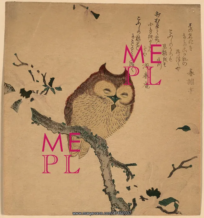: Owl and magnolia : Owl and magnolia