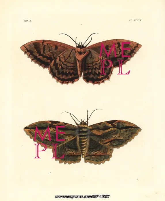 : Owl moth, Thysania zenobia : Owl moth, Thysania zenobia