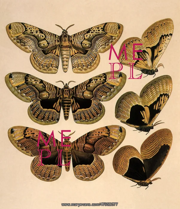 : Owl Moths : Owl Moths