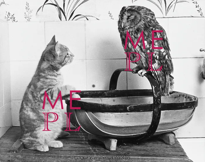  : OWL & THE PUSSYCAT