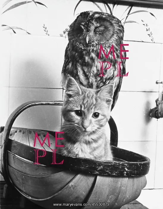 : OWL & THE PUSSYCAT : OWL & THE PUSSYCAT