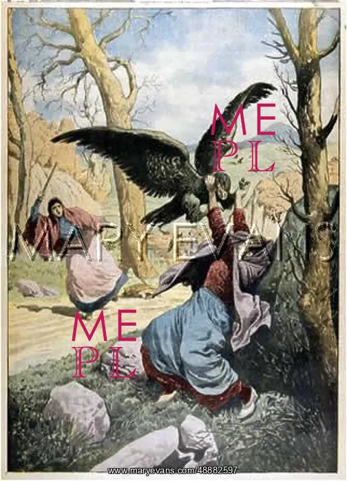 : OWL SAVED FROM EAGLE : OWL SAVED FROM EAGLE