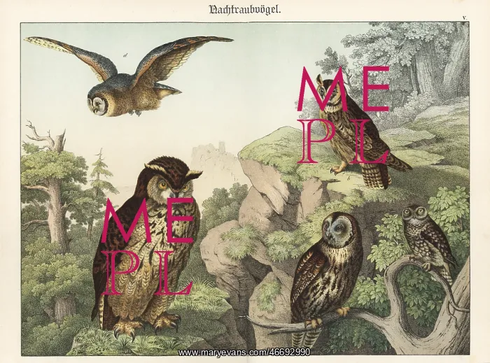 : Owl species : Owl species