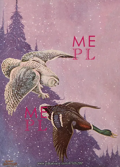  : Owl Stalks Mallard