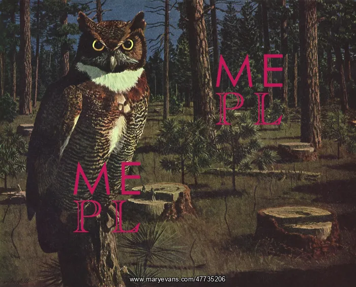  : Owl and Tree Stumps