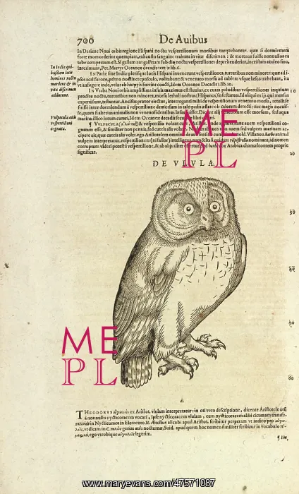 : Owl De Ulula : Owl De Ulula