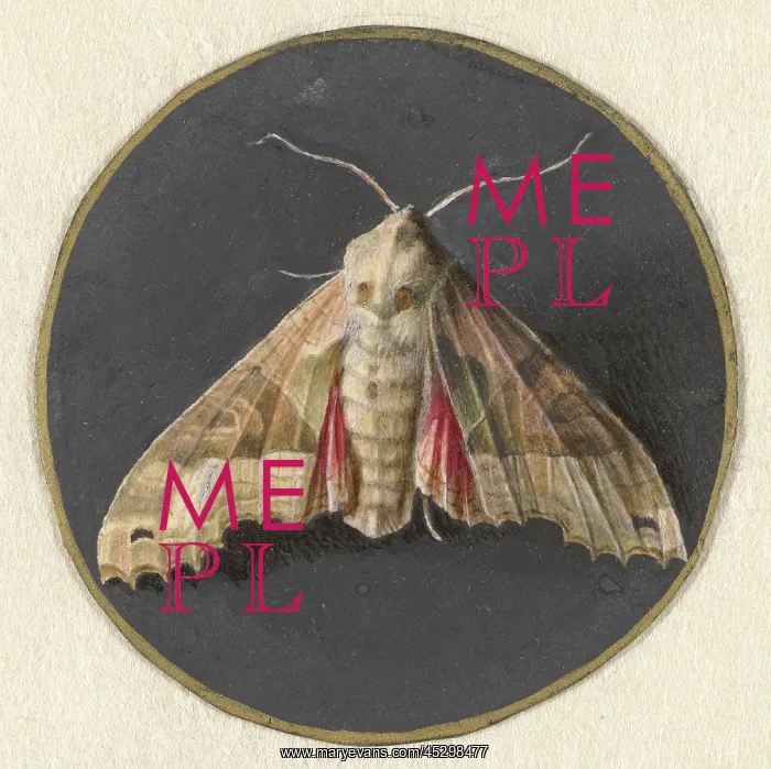 : Owlet Moth : Owlet Moth