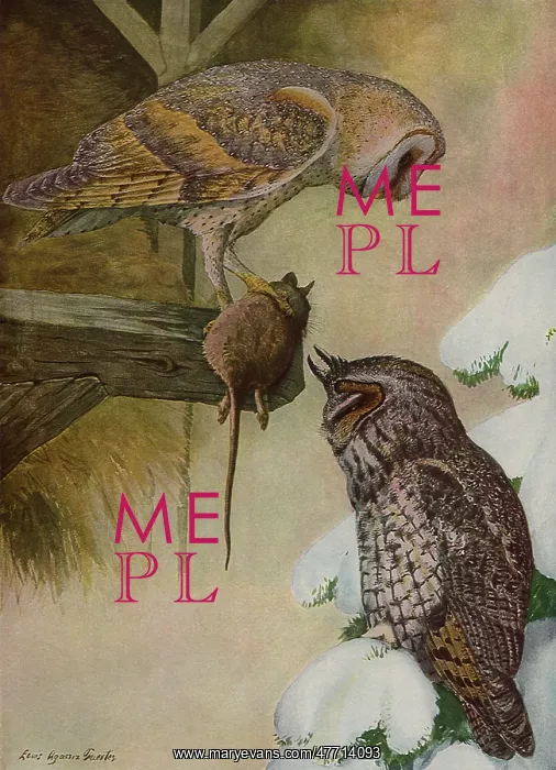  : The Owls