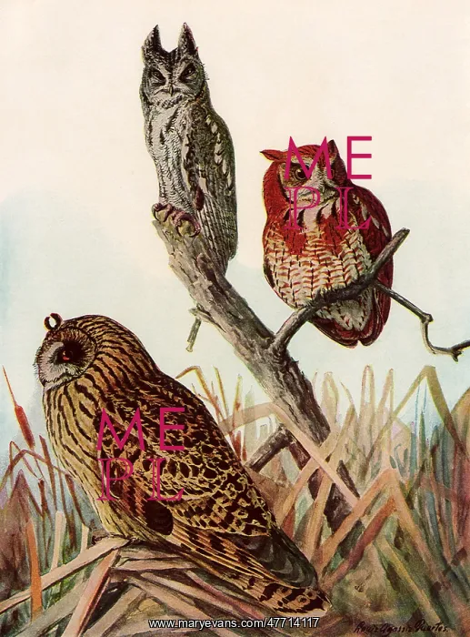  : Owls in Marsh Grass