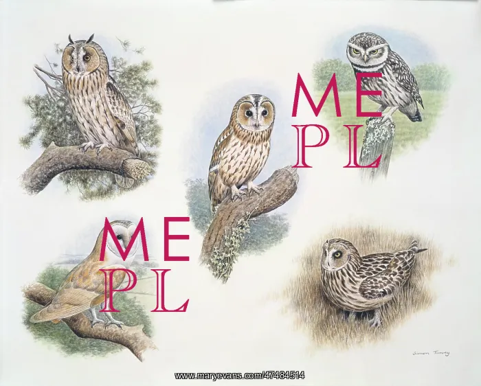 : Owls multiple : Owls multiple