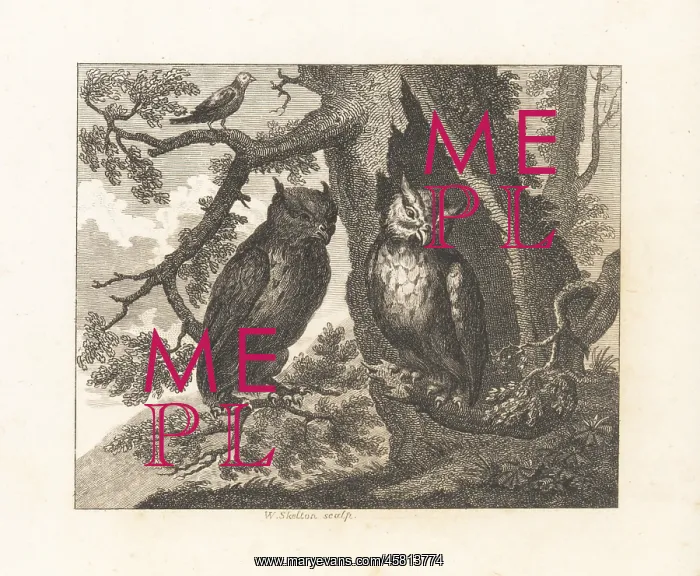 : The Two Owls and the Sparrow : The Two Owls and the Sparrow