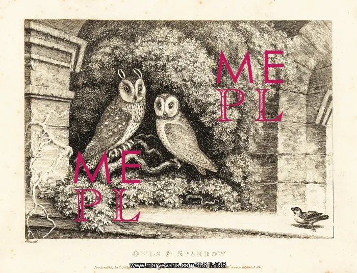 : Two owls and a sparrow : Two owls and a sparrow