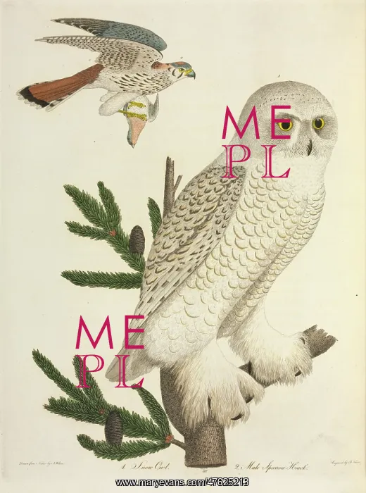 : Owls and Sparrow hawk : Owls and Sparrow hawk
