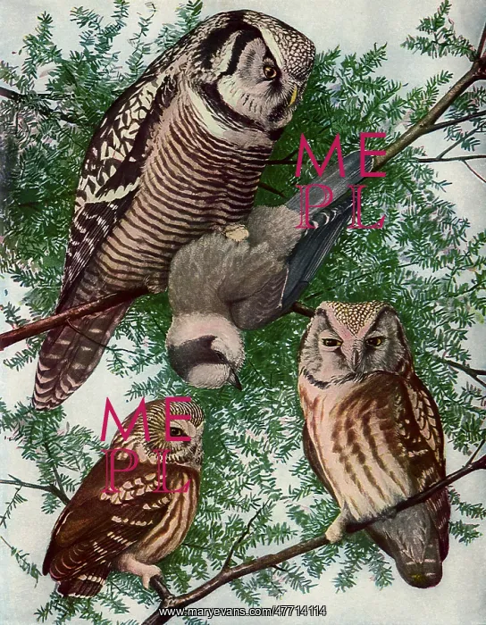 : Owls in Tree : Owls in Tree