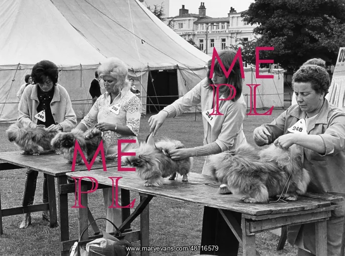: Owners and dogs, Manchester Dog Show : Owners and dogs, Manchester Dog Show