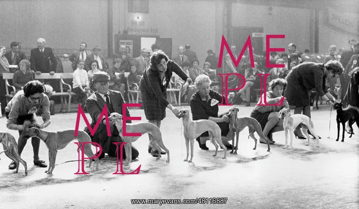 : Owners, judges and dogs at a dog show : Owners, judges and dogs at a dog show