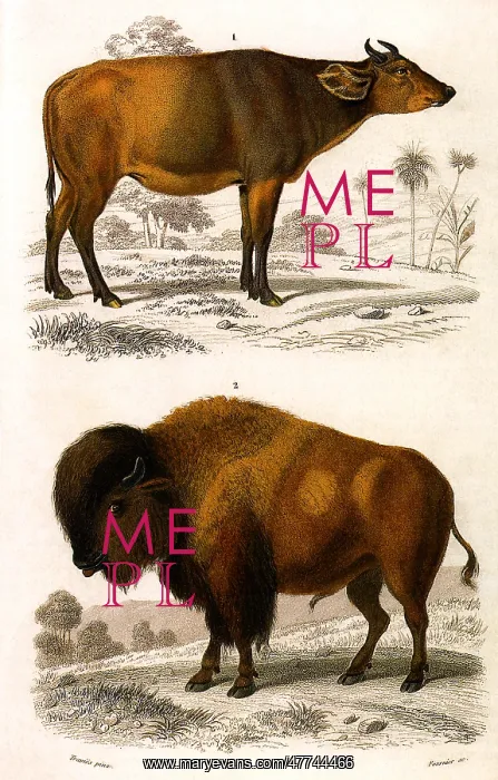  : An Ox and a Bison