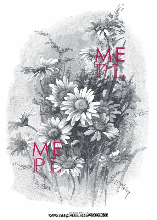 : Ox-Eye Daisies : Ox-Eye Daisies