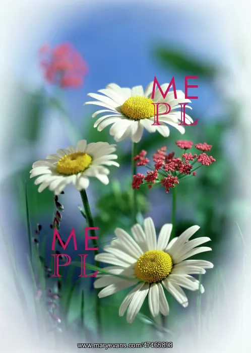 : Ox-eye Daisies