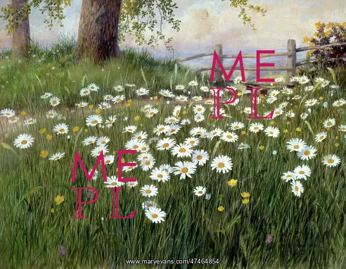 : Ox-eye Daisies ? with buttercups etc : Ox-eye Daisies ? with buttercups etc